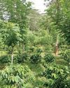 Kahawatte Plantations redefines future of Lanka's plantation industry34
