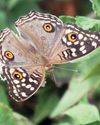 How one man's call to action could save Sri Lanka's vanishing wings17