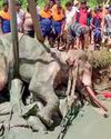 The sad plight of wild elephants of Sri Lanka48