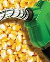 Corn must become India's new crude Corn must become India's new crude36