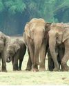 India has 22,446 wild elephants, down from 29,964 in 2017 India has 22,446 wild elephants, down from 29,964 in 201741