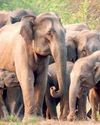 Falling numbers demand measures to save tuskers44