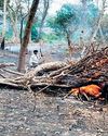 Deforestation in Sri Lanka (2001-2024): Trends, Drivers, and Policy Implications48