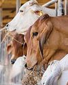 A question of "culling" surplus cattle in govt. farms & handling appeals33