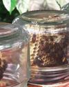 The taste of the forest: The honeycomb you've never tried13