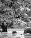 Beyond the Fashion Value Chain: MAS Leads Global Biodiversity Restoration41