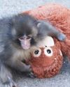 Baby monkey Punch battling loneliness: Lessons for humans Baby monkey Punch battling loneliness: Lessons for humans22