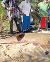 Wedgefishes and Guitarfishes in Sri Lanka: The Urgent Need for Conservation28