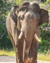 Sando: The missing warrior tusker of Ruhuna Sando: The missing warrior tusker of Ruhuna42