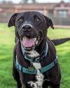 She's given more than 1000 senior dogs love and comfort