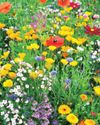 Soothe spring allergy symptoms Soothe spring allergy symptoms