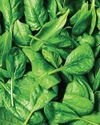Foods that fight vision loss Woman's World