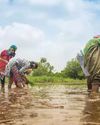 Cereals helped Modi govt cut wealth inequality: SBI3
