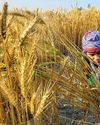 North India's dry weather may impact wheat crop5