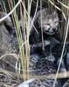 Female cheetah gives birth to four cubs22