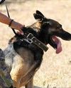 Indian Army gifts retired military dogs to special schools and citizens