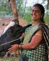 Prakash Group empowers rural women with cow distribution in Ranchi