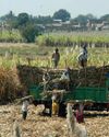 SUGAR PRODUCTION SET TO DIP BY 12 PC IN 2025: REPORT