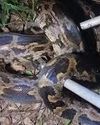 10-Foot Python Spotted at Sukhna Lake, Rescued by Forest Team20