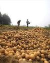 India's processed potato exports soar on booming Asian snack demand: GTRI The Business Guardian