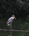 Delhi Zoo reopens for visitors after avian flu shutdown36