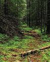 Delhi plans two new city forests Delhi plans two new city forests38