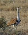 Supreme Court Redraws Bustard Safeguards Map28