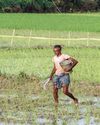 ICRA projects fertiliser subsidy outlay at Rs 1.9 lakh crore for FY270