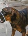 ‘Count Dogs’ claim lands in FIR, fuels BJP-AAP slugfest in Delhi ‘Count Dogs’ claim lands in FIR, fuels BJP-AAP slugfest in Delhi36