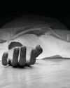 BLO found hanging in Kolkata, senior citizen ‘dies of SIR anxiety’ in Murshidabad17