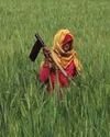 'A rural Indian farmer used a bot in 2023 for subsidies'0