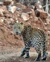 Amagarh Leopard Safari: A true adventure in Jaipur's wild31