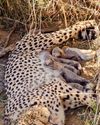 Four one-month-old Cheetah cubs found dead at Kuno28