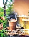 TEA AND THE GUT MICROBIOME: THE FUNCTIONAL CONNECTION YOU DIDN'T KNOW EXISTED The Business Guardian
