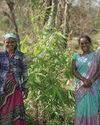 Industree Foundation secures India's first FSC forest certification for bamboo farmers Industree Foundation secures India's first FSC forest certification for bamboo farmers14