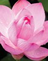 THE LOTUS AND THE LIGHT THE LOTUS AND THE LIGHT32