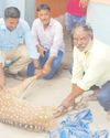 జనావాసంలో చుక్కల జింక ప్రత్యక్షం