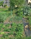 Preparing the Veg Patch for Winter