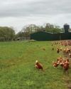 Laying hens doing a cracking job helping young farmer plough his own furrow