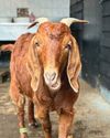 No space to spare- an influx of rescued goats