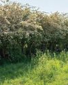 Hedges are nature's corridors as well as field barriers