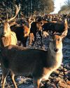 Why live in Dubai when you can farm deer in Scotland