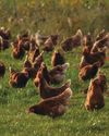 Olfaction is a very misunderstood sense in hens