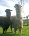 Welcome to our feature on alpacas!