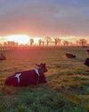 How to help keep your livestock free from infectious diseases4