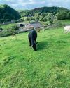 A property in the Pennines offers stunning scenery and smallholding opportunities plus connectivity The Country Smallholder