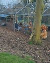 Chicken Boredom Busters can keep your chickens safe as well as entertained. The Country Smallholder