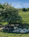 The Country Smallholder
