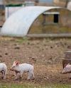 New plans from the UK Government to safeguard animal welfare standards welcomed by the RSPCA1