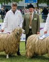 Leicester Longwool sheep - lovely to look at and laid back!3